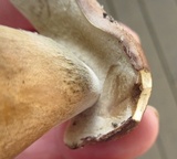 Tylopilus rubrobrunneus image