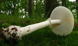 Amanita praecox image