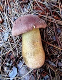 Tylopilus rubrobrunneus image