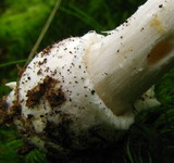 Amanita praecox image