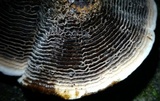 Coltricia montagnei var. greenei image