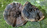 Coltricia montagnei var. greenei image