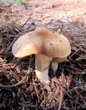 Marasmius nigrodiscus image
