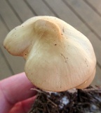 Marasmius nigrodiscus image