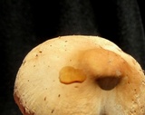 Marasmius nigrodiscus image