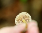 Mycena inclinata image