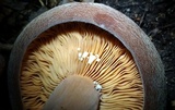 Lactifluus corrugis image