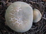 Russula virescens image