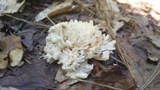 Sebacina schweinitzii image