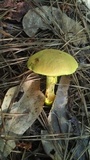 Pulveroboletus ravenelii image