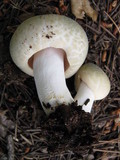 Russula virescens image