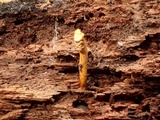 Ophiocordyceps variabilis image