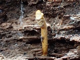 Ophiocordyceps variabilis image