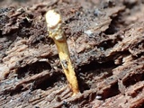 Ophiocordyceps variabilis image