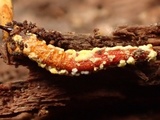 Ophiocordyceps variabilis image