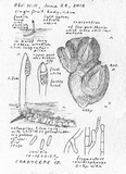 Ophiocordyceps variabilis image