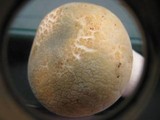 Russula virescens image