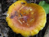 Russula aurea image