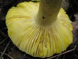 Russula aurea image