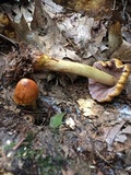 Cortinarius corrugatus image