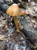 Cortinarius corrugatus image