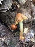 Cortinarius corrugatus image