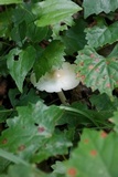 Amanita sect. Vaginatae image
