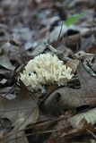 Sebacina schweinitzii image