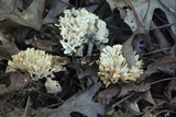 Sebacina schweinitzii image