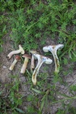 Boletus patrioticus image
