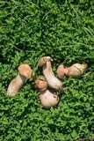 Boletus patrioticus image