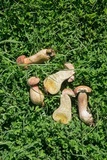 Boletus patrioticus image