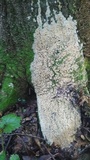 Hyphodontia quercina image