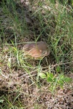 Boletus patrioticus image