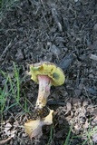 Boletus patrioticus image