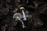 Amanita xylinivolva image
