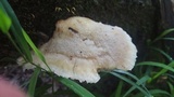 Tyromyces galactinus image