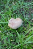 Boletus patrioticus image