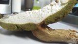 Boletus variipes image