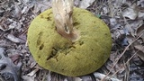 Boletus variipes image