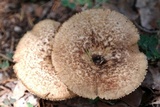 Lentinus crinitus image