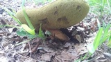 Boletus variipes image