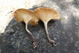Lentinus crinitus image