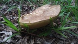Boletus variipes image