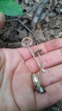 Entoloma subserrulatum image