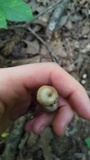 Entoloma subserrulatum image