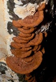 Phellinus gilvus image