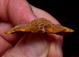 Phellinus gilvus image