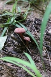 Callistosporium purpureomarginatum image
