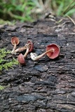 Callistosporium purpureomarginatum image